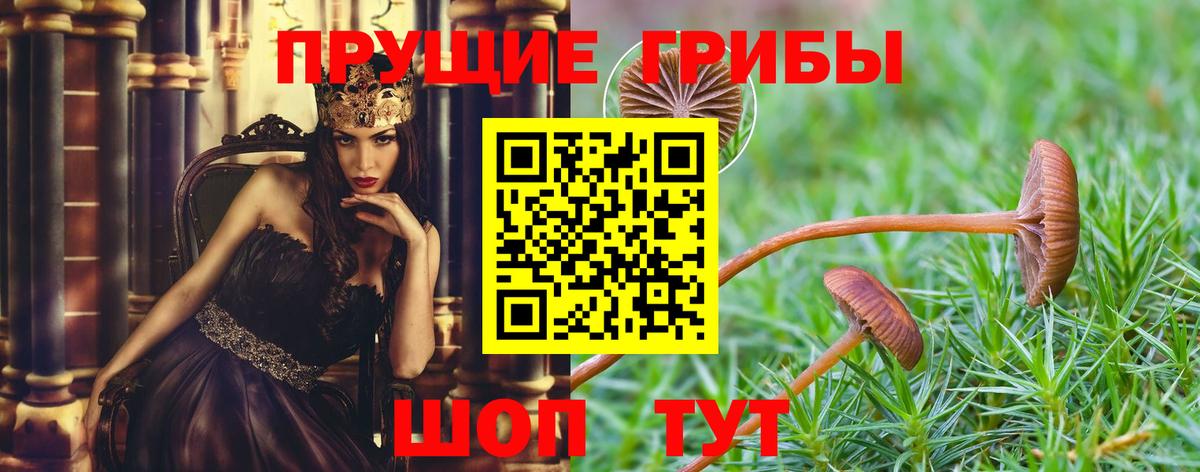 Мурино  Псилоцибиновые грибы Cubensis  Вход с VPN  Галлюциногенные грибы прущие грибы 